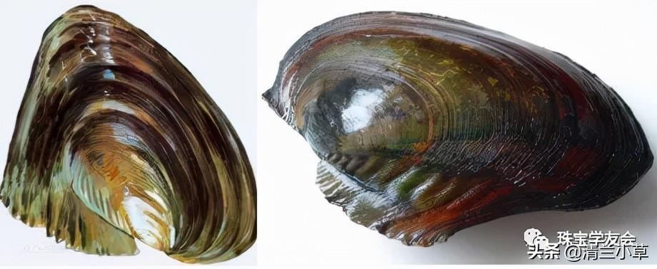 珍珠是如何养殖的_珍珠的形成及养殖技术(图3)