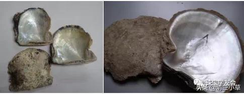 珍珠是如何养殖的_珍珠的形成及养殖技术(图2)