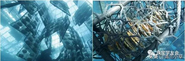 珍珠是如何养殖的_珍珠的形成及养殖技术(图4)