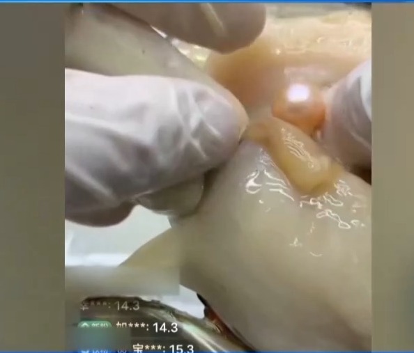 警惕！直播时让人心动的开蚌30秒可能是主播设计的表演(图1)