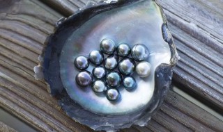 可爱如珍珠的珍珠鸟你知道怎么养最可爱吗？这份指南赶紧收藏住(图1)