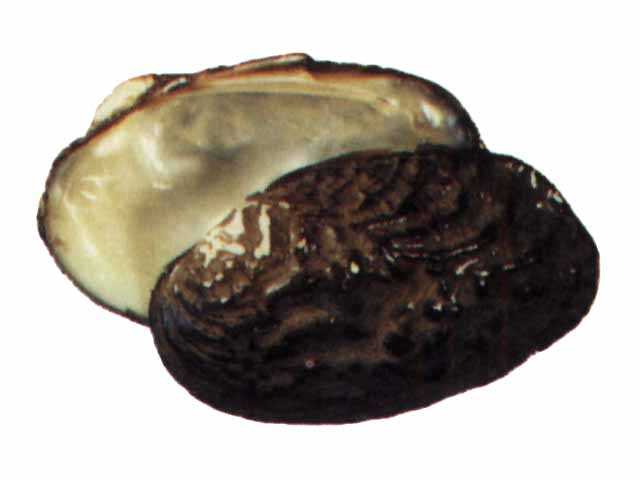 珠核pearl nuclei音标读音翻译英文例句英语词典(图1)