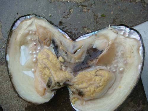 威海税务：税惠助力“80后”新农人种出“靛蓝珍珠”(图1)