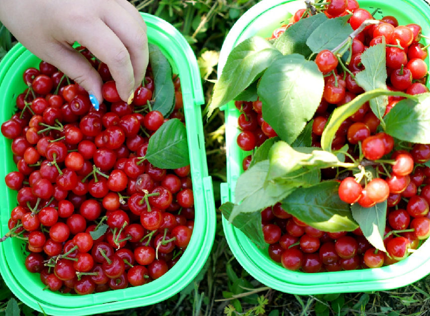 巢湖本地产樱桃抢“鲜”上市(图1)