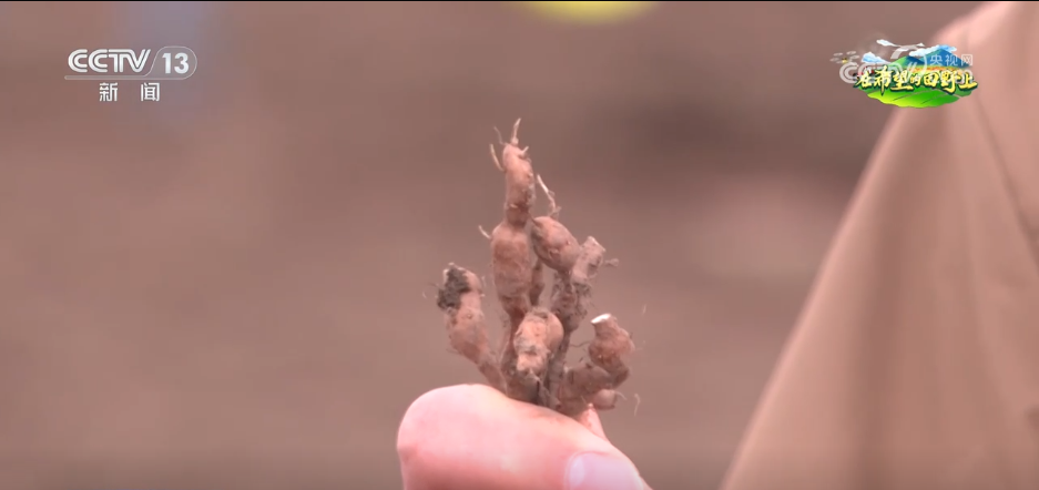 科技“点亮”希望的田野 绘就一幅幅多彩春日生产画卷(图1)