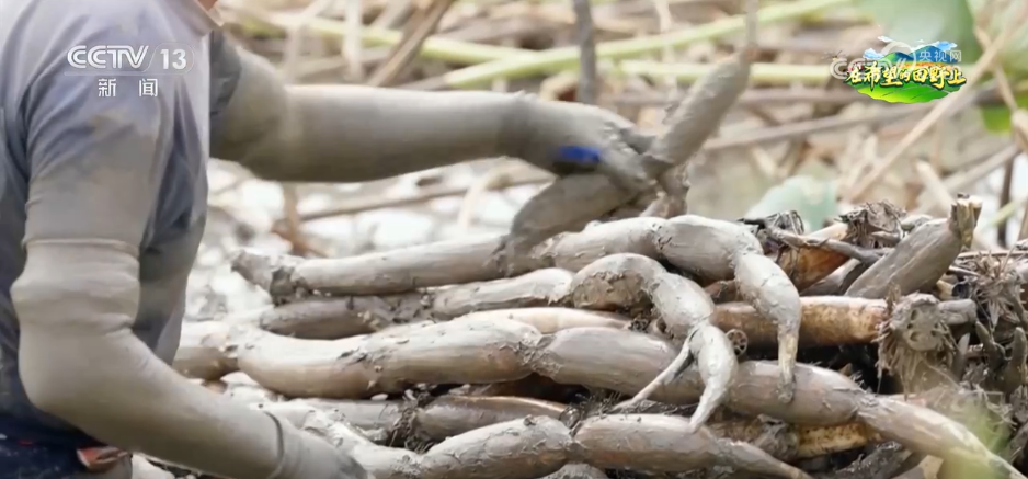 科技“点亮”希望的田野 绘就一幅幅多彩春日生产画卷(图7)