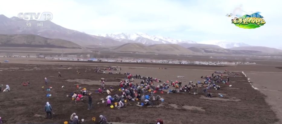 科技“点亮”希望的田野 绘就一幅幅多彩春日生产画卷(图3)