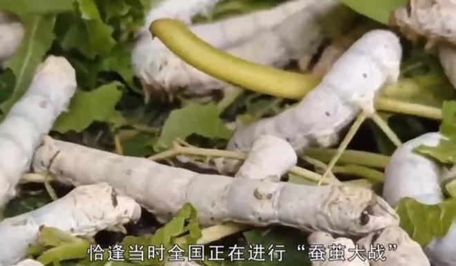 世界第一人！美国专家研究几十年未果河南农民花10年成功(图5)