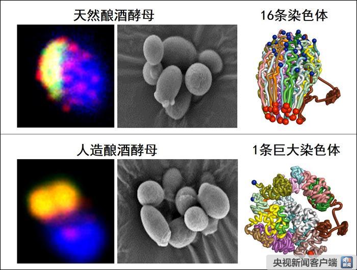 我国科学家成功创建世界首例人工单染色体真核细胞(图1)