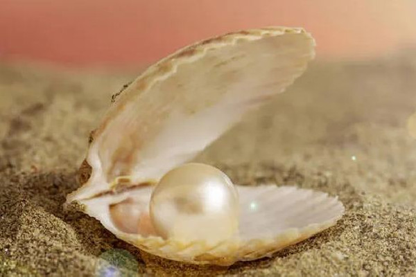 珍珠有核和无核的区别 珍珠有核好还是无核好(图1)