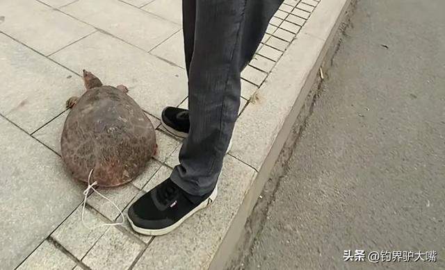 老套路又来了!山东一大叔街头卖“野生”大老鳖被小伙当场揭穿(图3)