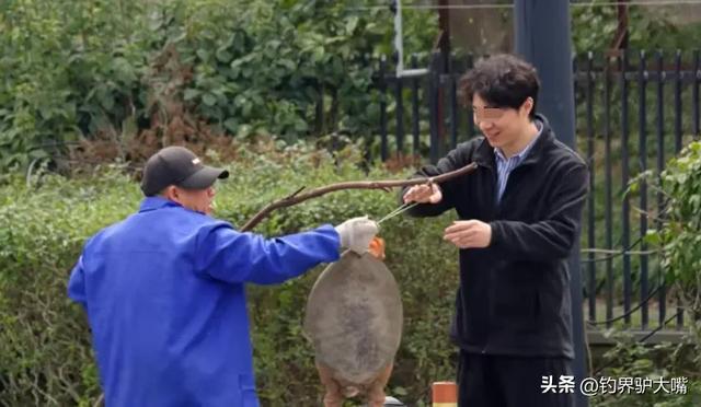 老套路又来了!山东一大叔街头卖“野生”大老鳖被小伙当场揭穿(图8)