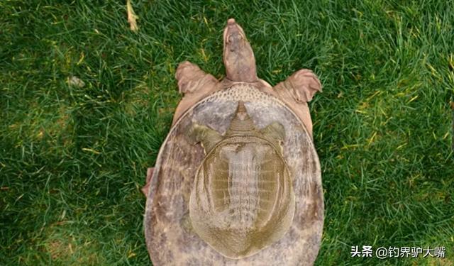 老套路又来了!山东一大叔街头卖“野生”大老鳖被小伙当场揭穿(图10)