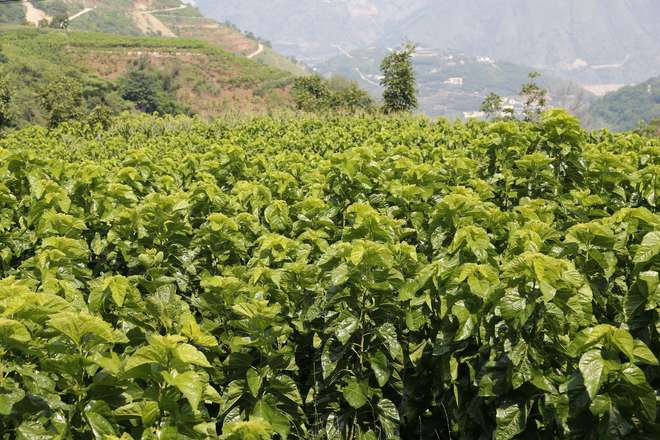 昭通巧家：小蚕宝吐出致富“新丝路”(图1)