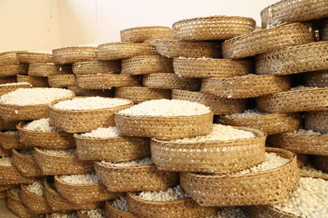 昭通巧家：小蚕宝吐出致富“新丝路”(图2)