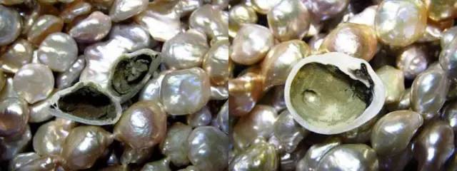 蚌为什么会产珍珠是人工的吗(图1)