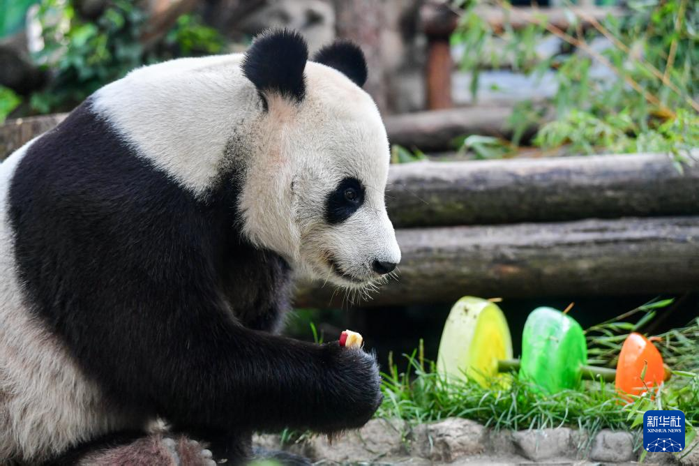 莫斯科动物园为旅俄大熊猫“如意”庆生(图1)