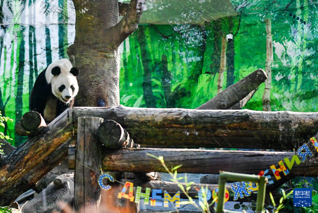 莫斯科动物园为旅俄大熊猫“如意”庆生(图5)