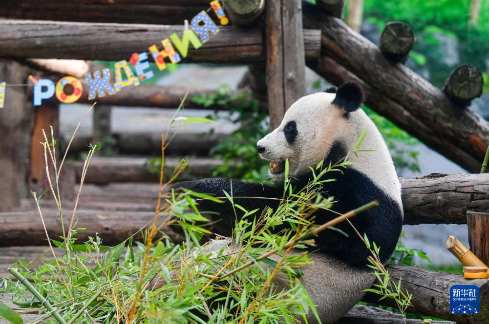 莫斯科动物园为旅俄大熊猫“如意”庆生(图4)