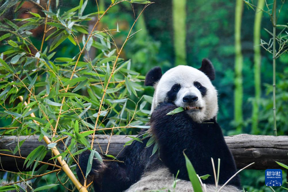 莫斯科动物园为旅俄大熊猫“如意”庆生(图6)