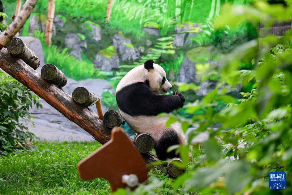 莫斯科动物园为旅俄大熊猫“如意”庆生(图7)