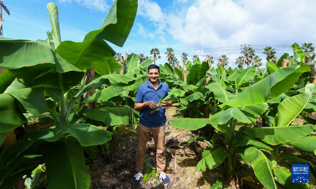 巴基斯坦专家瓦西姆·拉扎：我在海南研究香蕉“抗病密码”(图1)
