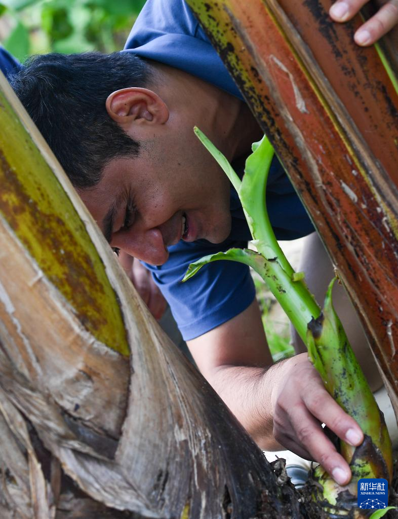巴基斯坦专家瓦西姆·拉扎：我在海南研究香蕉“抗病密码”(图3)