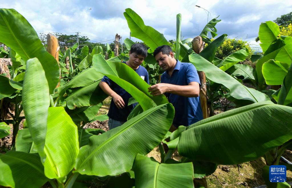 巴基斯坦专家瓦西姆·拉扎：我在海南研究香蕉“抗病密码”(图4)