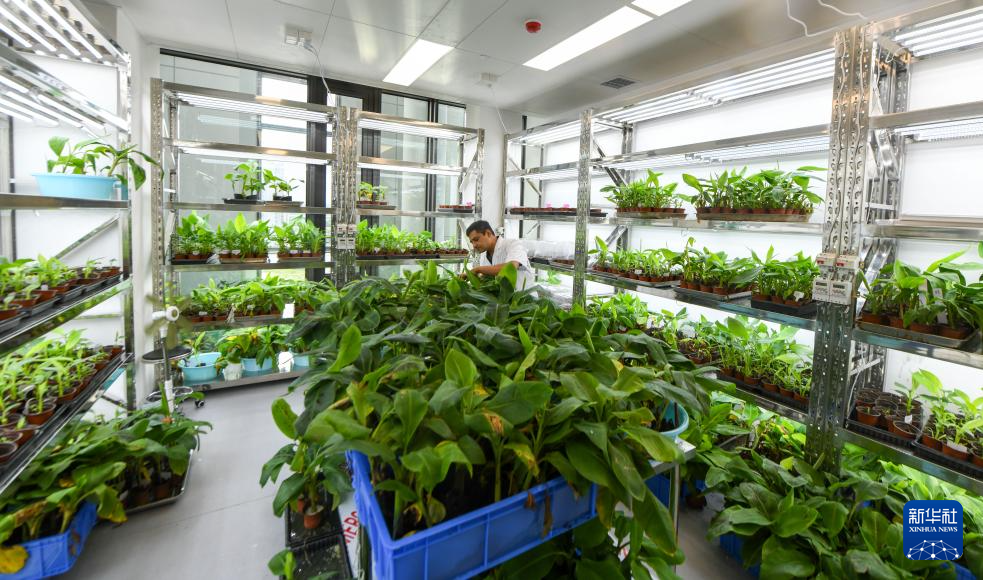 巴基斯坦专家瓦西姆·拉扎：我在海南研究香蕉“抗病密码”(图5)