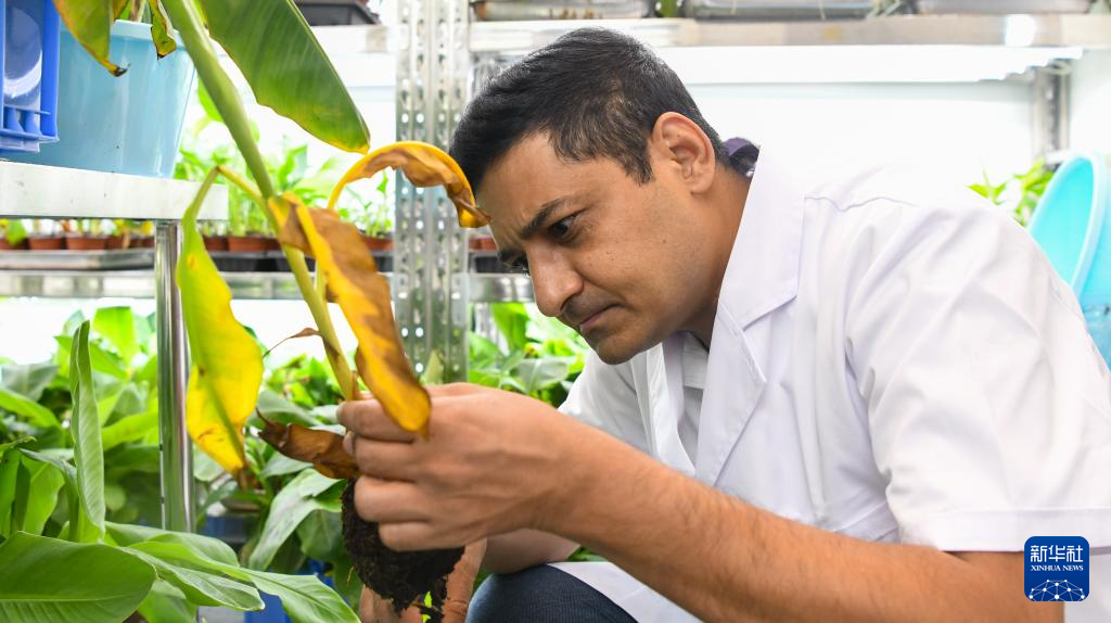 巴基斯坦专家瓦西姆·拉扎：我在海南研究香蕉“抗病密码”(图6)