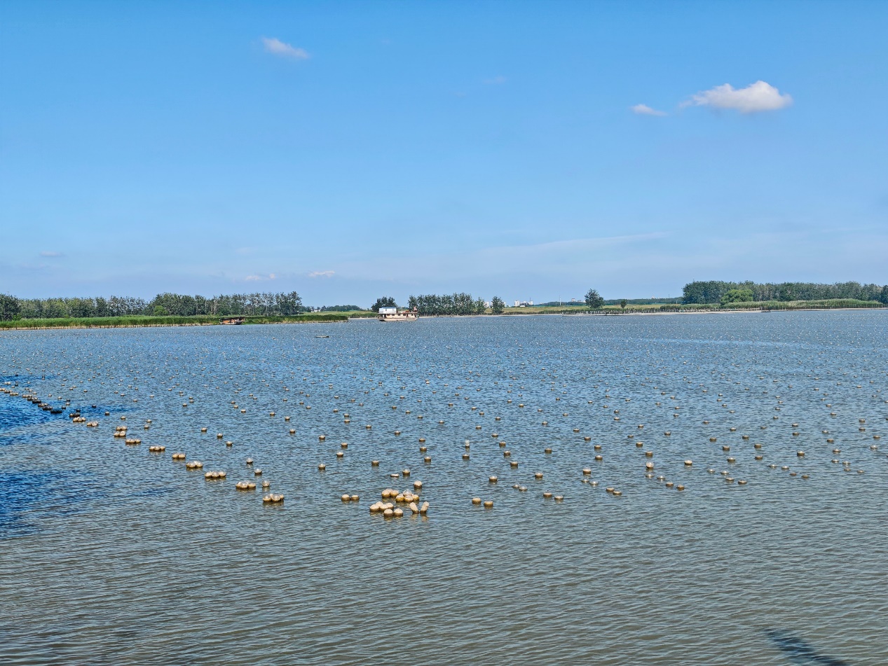 五河县：“珍珠经济”激活乡村振兴新动能(图1)