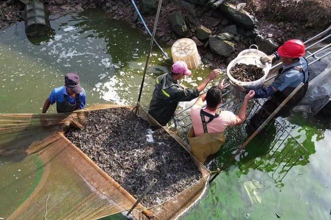 【党建领航(64)】弓田村第一书记冯汇琪：小村落也有大作为(图5)