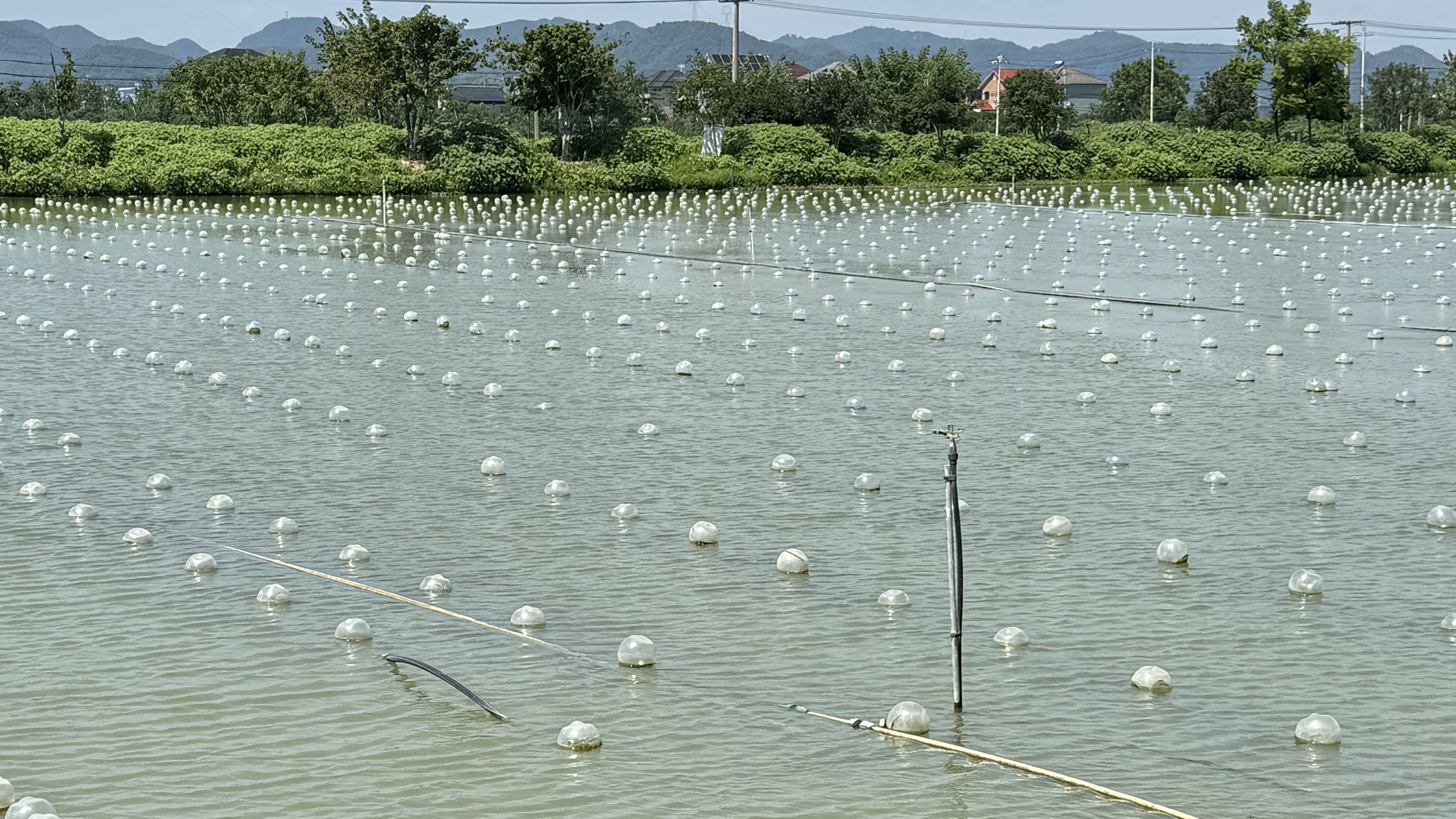 活力中国调研行丨浙江诸暨珍珠养殖实现绿色转型(图1)