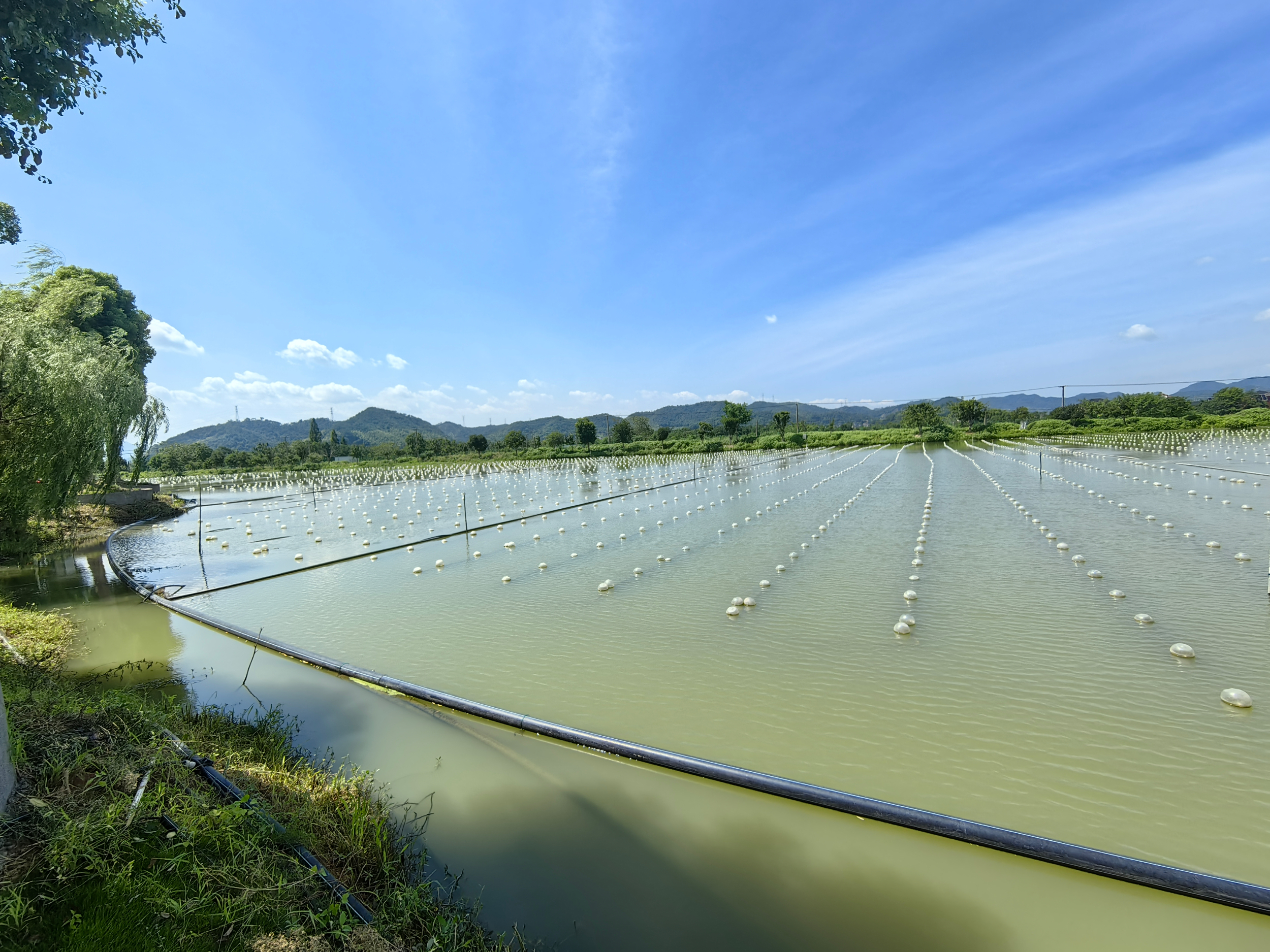 活力中国调研行丨中国珍珠之都如何让珍珠成为碳循环里的明星产品？(图1)