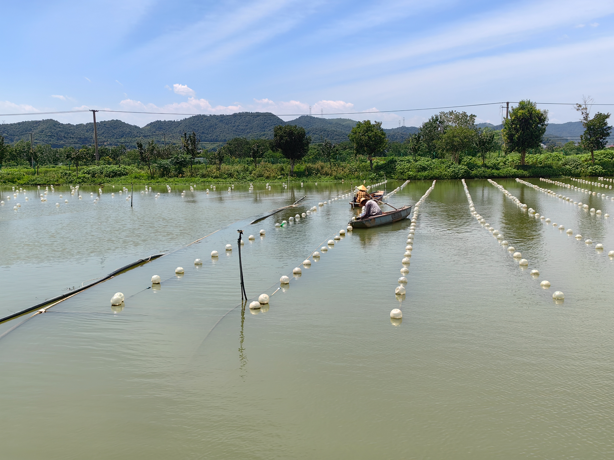 活力中国调研行丨中国珍珠之都如何让珍珠成为碳循环里的明星产品？(图2)