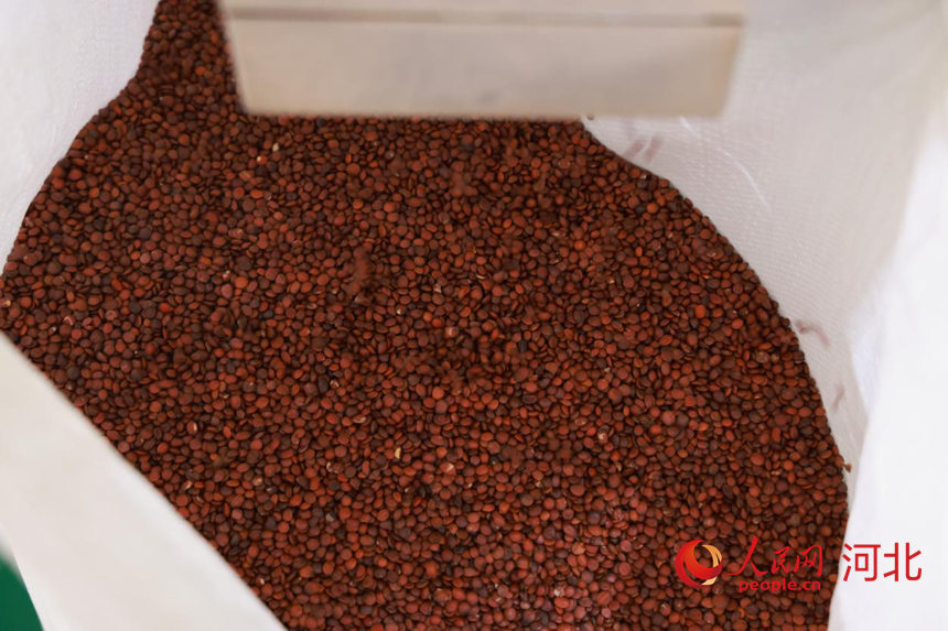 行进中国丨果树“变形记”(图2)