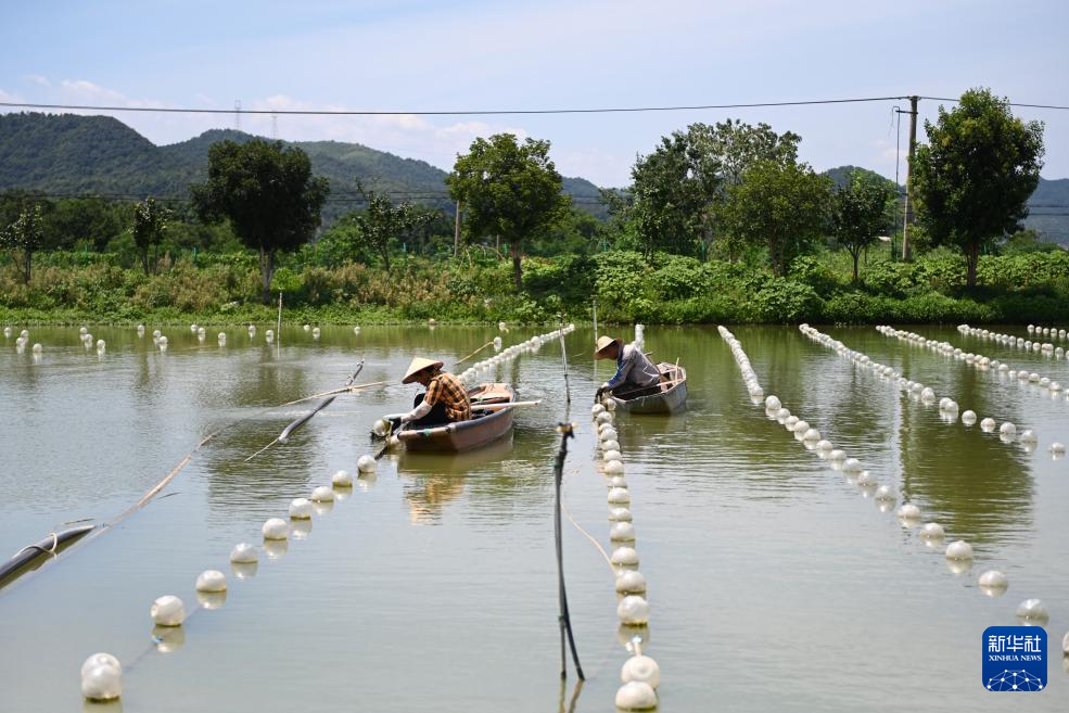 活力中国调研行｜产量占全球七成！这座“珍珠小镇”如何成就百亿大产业？(图1)