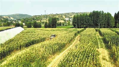 临汾市团柏乡“黑珍珠”玉米绽放产业新光芒(图2)