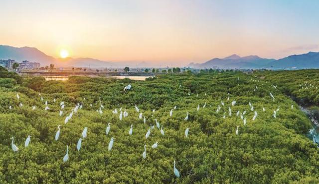 “两山”理念的核电实践：清洁能源绘就生态画卷(图6)