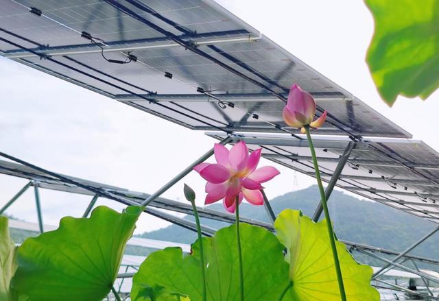 “两山”理念的核电实践：清洁能源绘就生态画卷(图9)