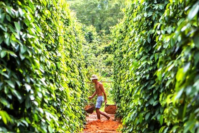 东南亚海岛千篇一律？免签直飞的富国岛竟藏着这么多惊喜玩法！(图51)