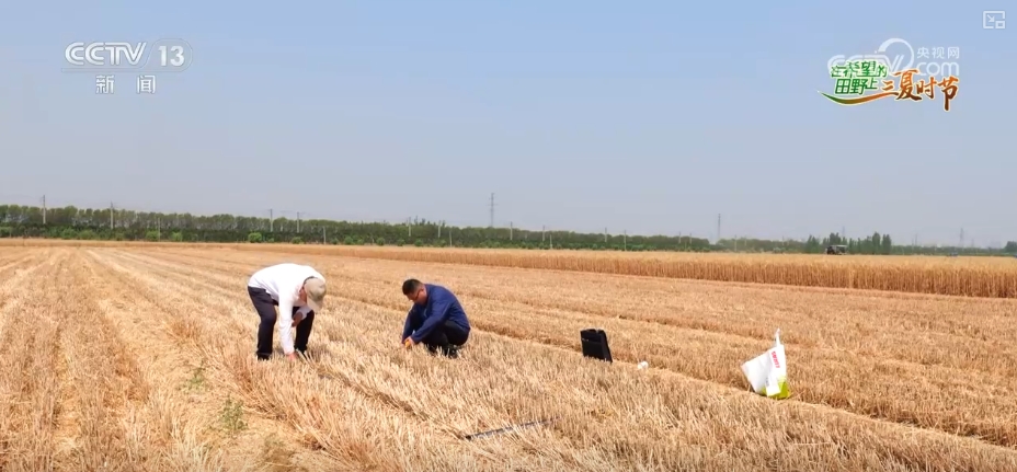 农业“大脑”护航“三夏”跑出加速度 紧盯产粮目标端牢中国人自己饭碗(图17)