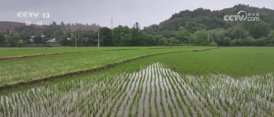 农业“大脑”护航“三夏”跑出加速度 紧盯产粮目标端牢中国人自己饭碗(图7)
