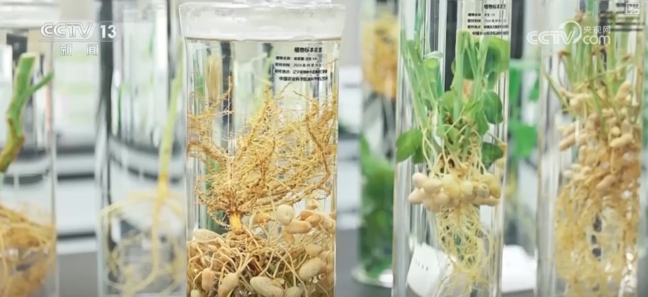 农业“大脑”护航“三夏”跑出加速度 紧盯产粮目标端牢中国人自己饭碗(图9)