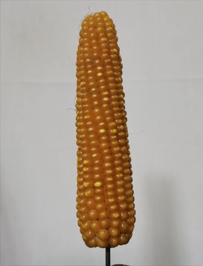 差点失传的“种子芯片”！专家偶然发现老人为哄孩子种了几十年(图3)