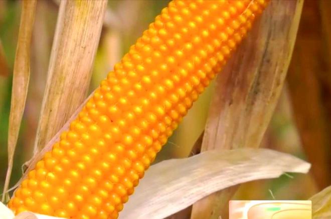 差点失传的“种子芯片”！专家偶然发现老人为哄孩子种了几十年(图8)