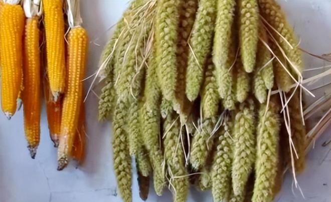 差点失传的“种子芯片”！专家偶然发现老人为哄孩子种了几十年(图10)