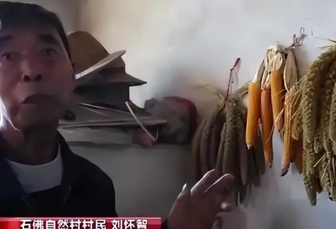 差点失传的“种子芯片”！专家偶然发现老人为哄孩子种了几十年(图17)