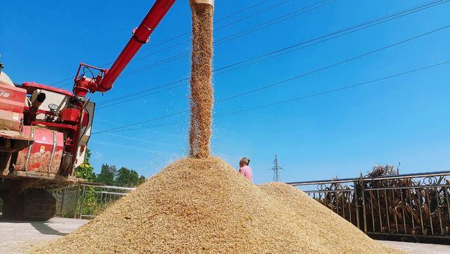 四川开江：金稻千重浪 田城好“丰”光(图3)