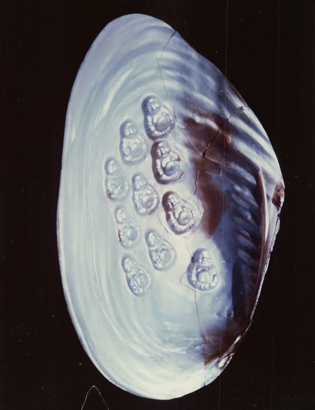 一颗珍珠的生态致富路(图2)